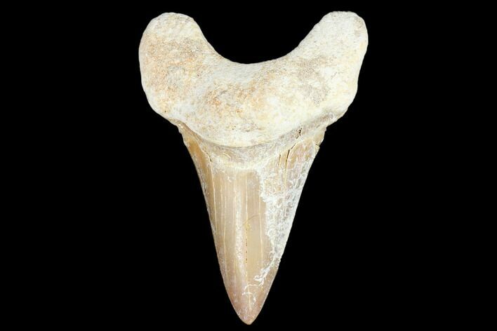 Fossil Shark Tooth (Otodus) - Morocco #103298
